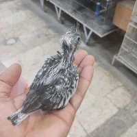 عروس هلندی قناری