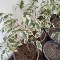 گل بنجامین ابلق
