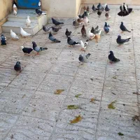 سلام کفترپرشی