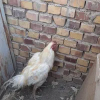 خروس|حیوانات مزرعه|اردکان, |دیوار