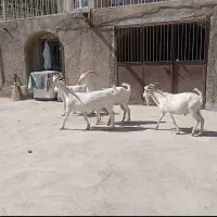 ۴راس بز سانن اصل