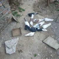 کبوتر|پرنده|ویسیان, |دیوار