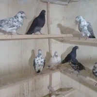 فروش هشت عدد کفتر تهرونی