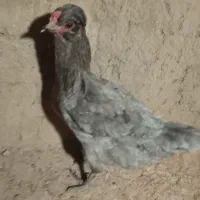 گلین فروشی