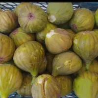 انجیر تازه چین ژاپنی شیرین و خوشمزه