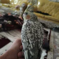 عروس هلندی