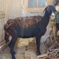 گوسفند قسر دندون انداخته