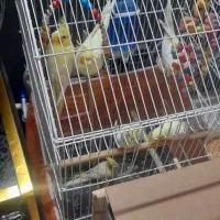 جوجه