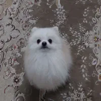 سگ پامر