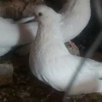 قنار