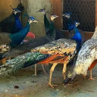 طاووس درشت و بدون عیب و‌نقص هندی و‌مصری