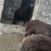 بره میش بزغاله
