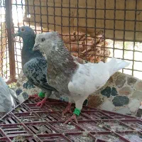 کفتر