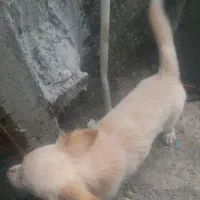 سگ پاکوتاه