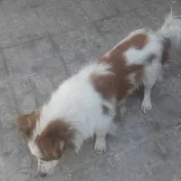 سگ پاکوتا