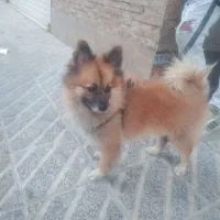 پامرین روباهی