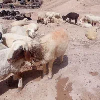 یک عدد بره نر یک ساله