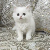 توله گربه