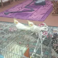 عروس هلندی