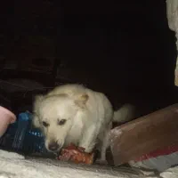 سگ پا کوتاه پا خرسی