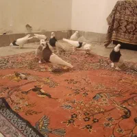 طوقی|پرنده|نگار, |دیوار