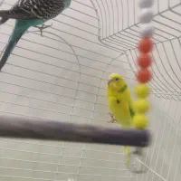 مرغ عشق جفت مولد و 5تا جوجه همراه با قفس و وسایل