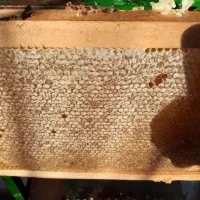 عسل طبیعی کوهستان  با پوشش گیاهی مختلف ودارویی