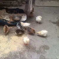 جوجه محلی دو هفته ای