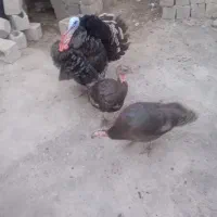 بوقلمون محلی