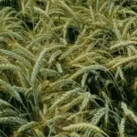 زمین کشاورزی اجاره ای