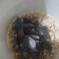 جوجه میناتهران