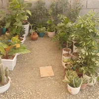 مقداری گل آپارتمانی و پایه استند