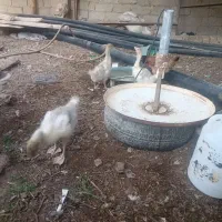 جوجه بط