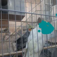 یک نرسالم سرحال بشرط دستی میدم