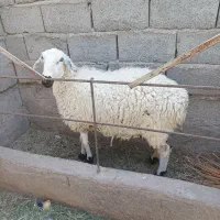 میش جوان اوست
