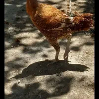 مرغ لاری و فریح