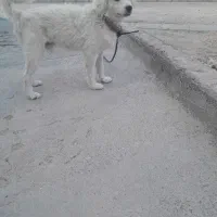 سگ خانگی