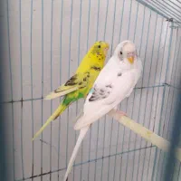 مرغ عشق|پرنده|گرگان, |دیوار