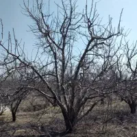 هَرس انواع درخت های سیب و آلو و زردآلو و شلیل