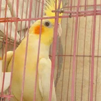 عروس هلندی مولد ماده معاوضه با سهره خاکی