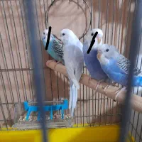 مرغ عشق اهلی