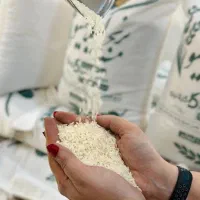 برنج ایرانی کیلویی ۳۸۰