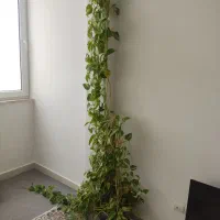 پتوس بزرگ ابلق