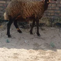 تعداددوعددکاوربفروش میرسد