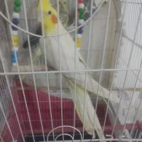عروس هلندی