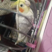 طوطی