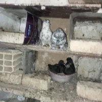 کفتر تهرانی