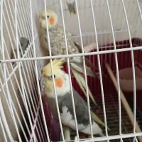 یه جفت عروس هلندی