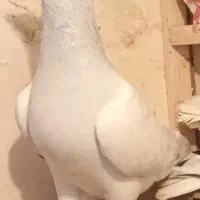 کفتر