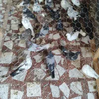 کبوتر تعدادی قیمت بده ببر